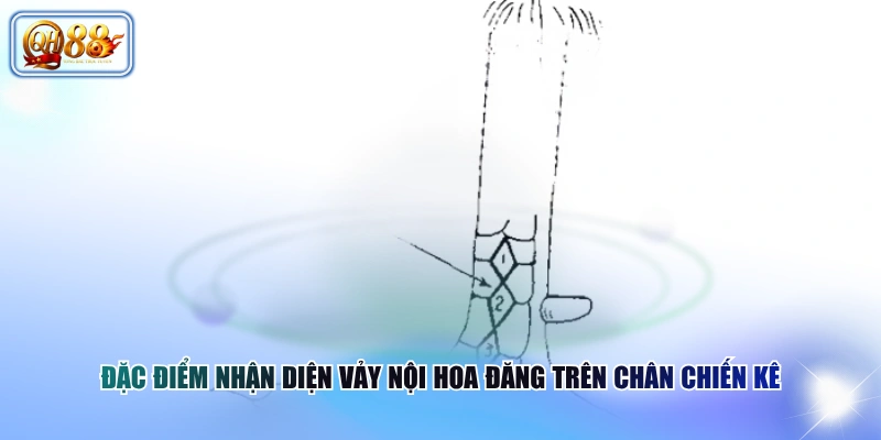Đặc điểm nhận diện vảy nội hoa đăng trên chân chiến kê 