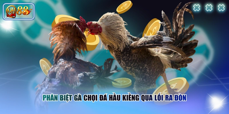 Phân biệt gà chọi đá hầu kiềng qua lối ra đòn 